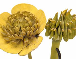 Ranunclus neris, brendel flower model