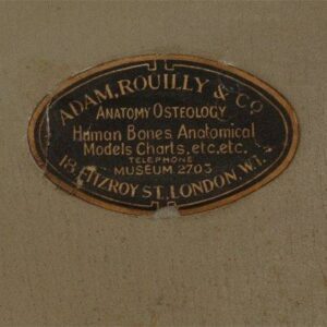 Anatomical skin with hair model c 1920 - Van Leest Antiques