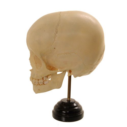 Human Child Skull (Replica)