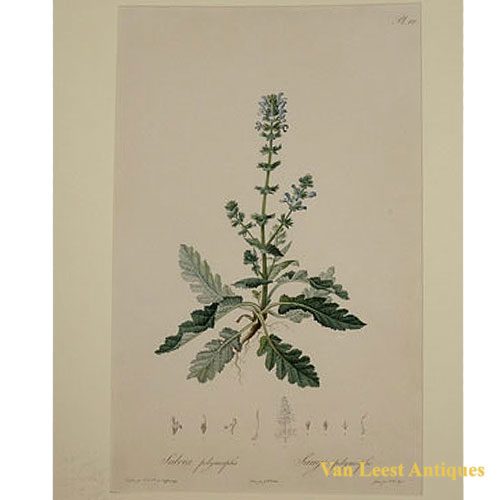 Salvia Polymorpha (Sauge Polymorphe) Plate 19 - Van Leest Antiques