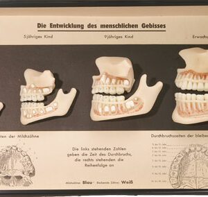 Development of a set of teeth