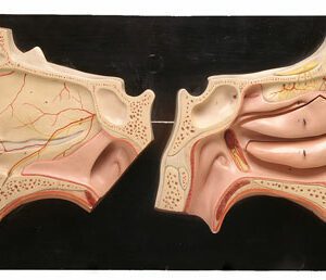 Model of the nose