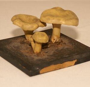 Mushroom model