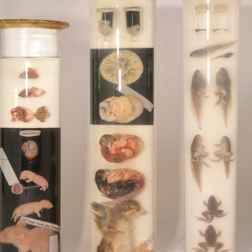 Fluid preserved specimen jars Van Leest Antiques