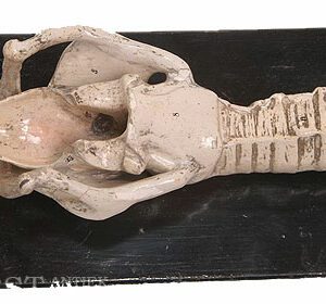 Bock steger pharynx larynxmodel