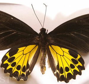 Mahogany butterfly display cabinet