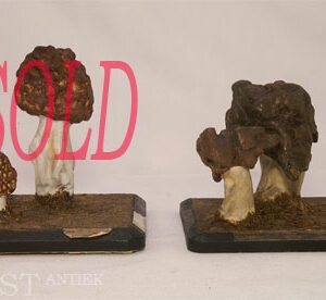 Two spring mushrooms