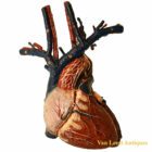 Auzoux anatomical Heart model