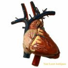 Auzoux anatomical Heart model