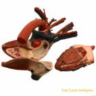 Auzoux anatomical Heart model