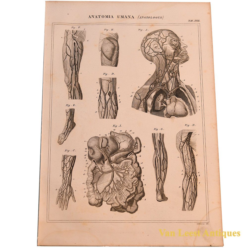 Anatomical angiology Prent