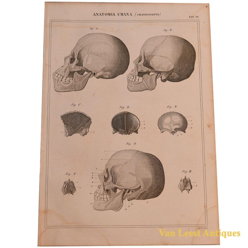 Talb Vi 1866 Italian anatomical print: Craniology, Tab. VI - Van Leest Antiques