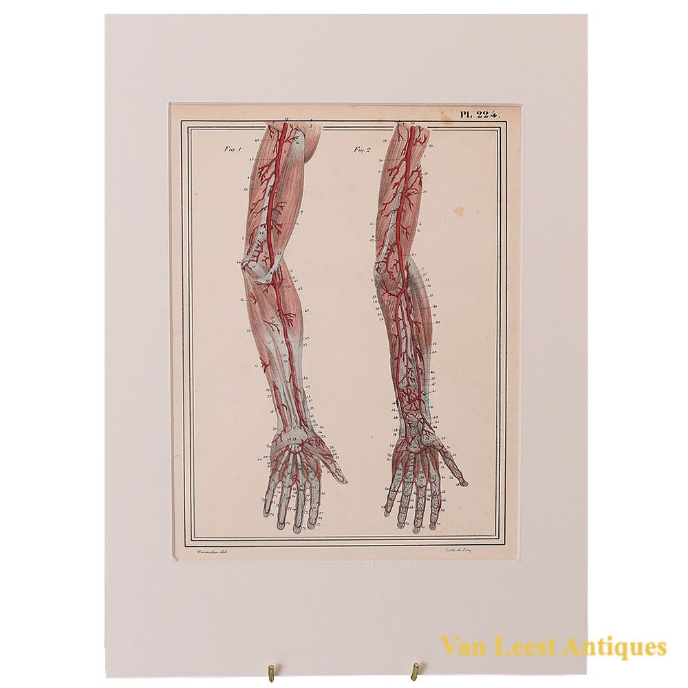 1825 anatomical print Jules Cloquet Manuel descriptive print 224 – Van Leest Antiques (5)