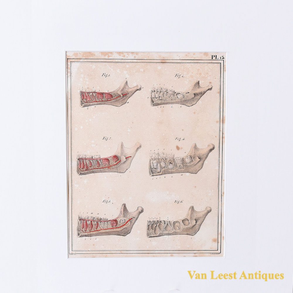 1825 Jules Cloquet print -lower jaw child 1825 - Van Leest Antiques 441004-13 (1)
