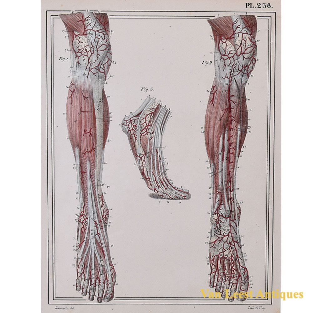 1825 anatomical print Jules Cloquet Manuel descriptive print – Van Leest Antiques (38)