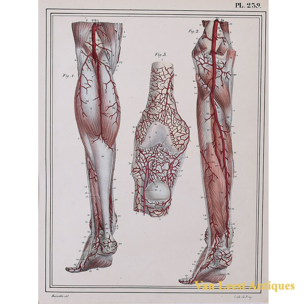 1825 anatomical print Jules Cloquet Manuel descriptive print – Van Leest Antiques (40)