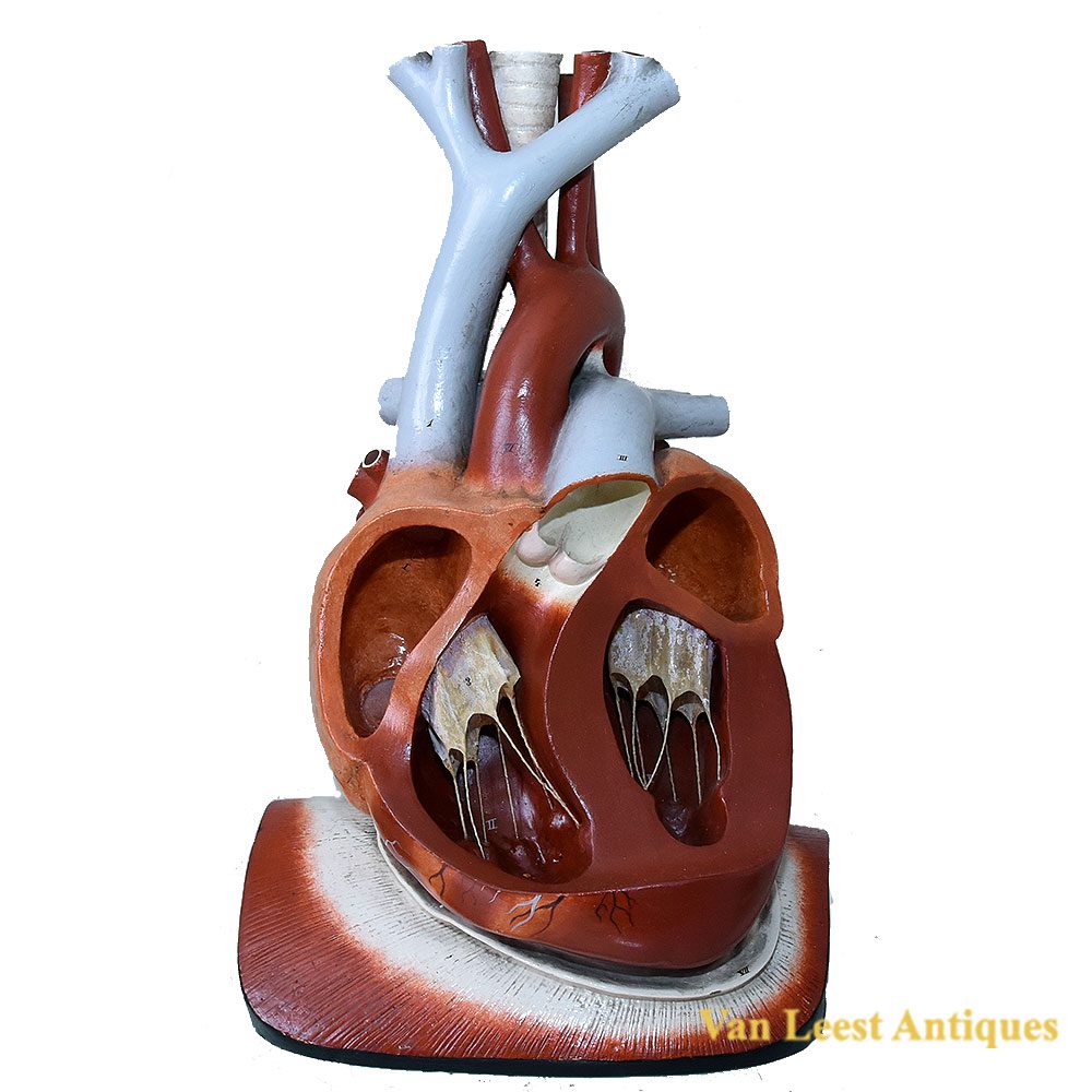 Bock Steger Anatomical Heart - Van Leest Antiques (1)