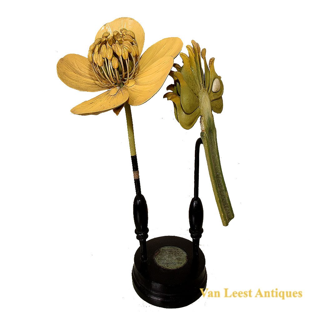 Brendel Ranunculus No 57 - Van Leest Antique (1)