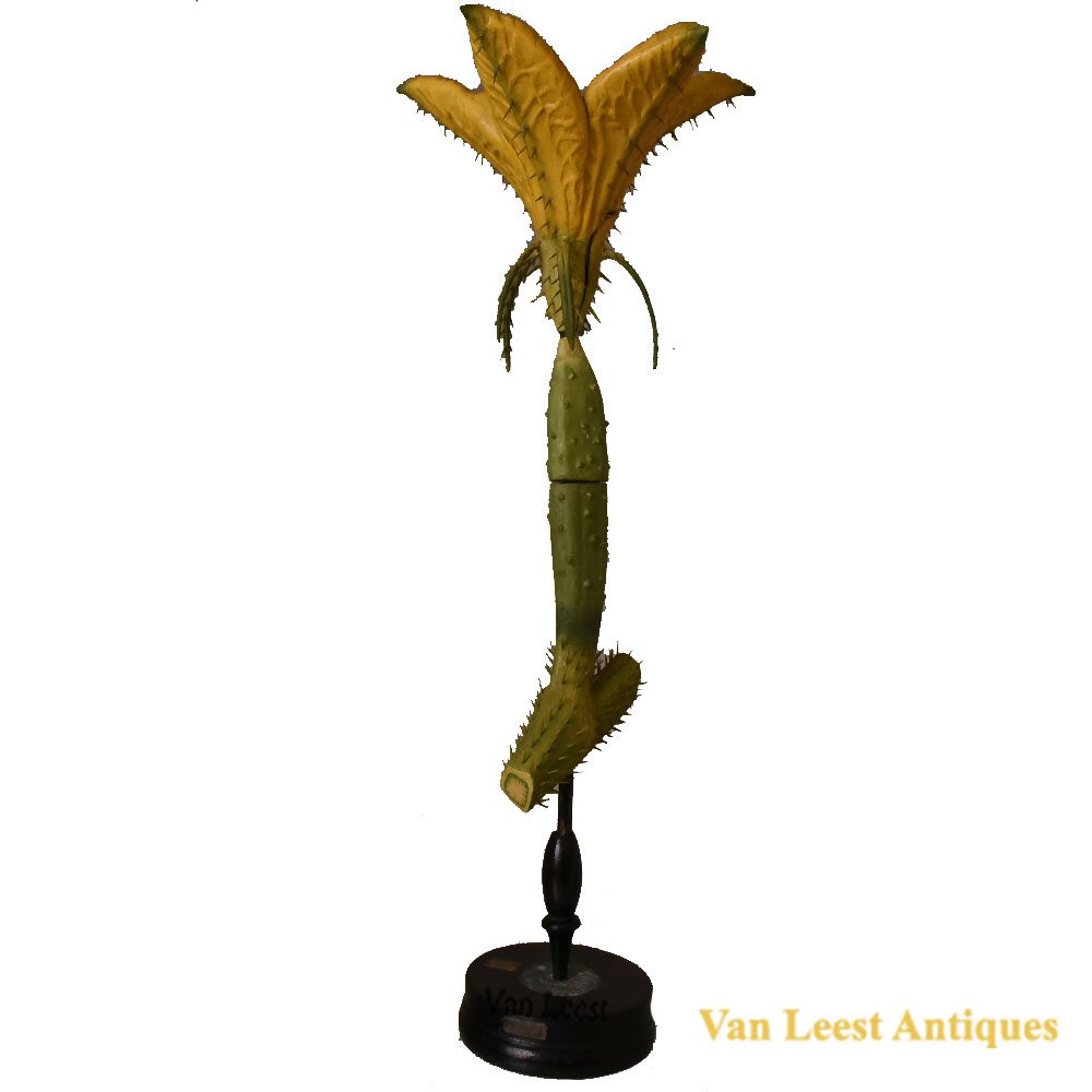 Cucumis Sativus female Brendel no 153 flower model- Van Leest Antiques (1)