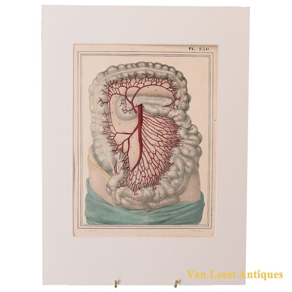 1825 anatomical print Jules Cloquet Manuel descriptive print – Van Leest Antiques (1)