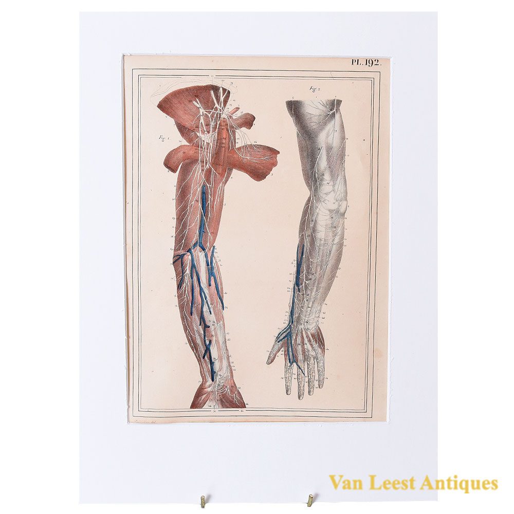 1825 anatomical print Jules Cloquet Manuel descriptive print – Van Leest Antiques (49)