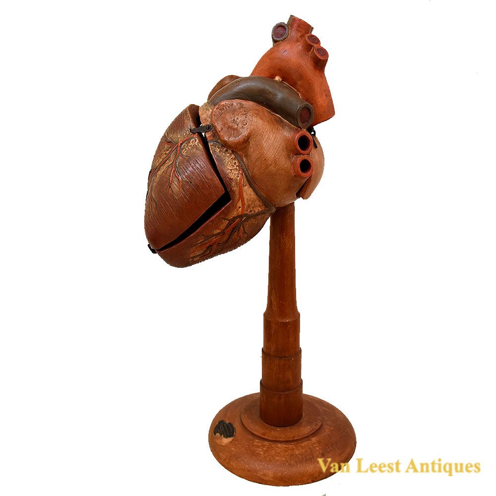 Rouilly Anatomical heart Model, Ca 1920