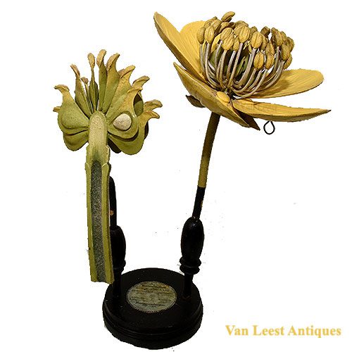 Brendel Ranunculus no 57 - Van Leest Antiques (1)