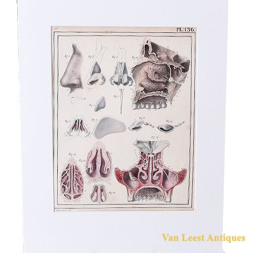 1825-anatomical-print-Jules-Cloquet-Manuel-descriptive-print-136-–-Van-Leest-Antiques (2)