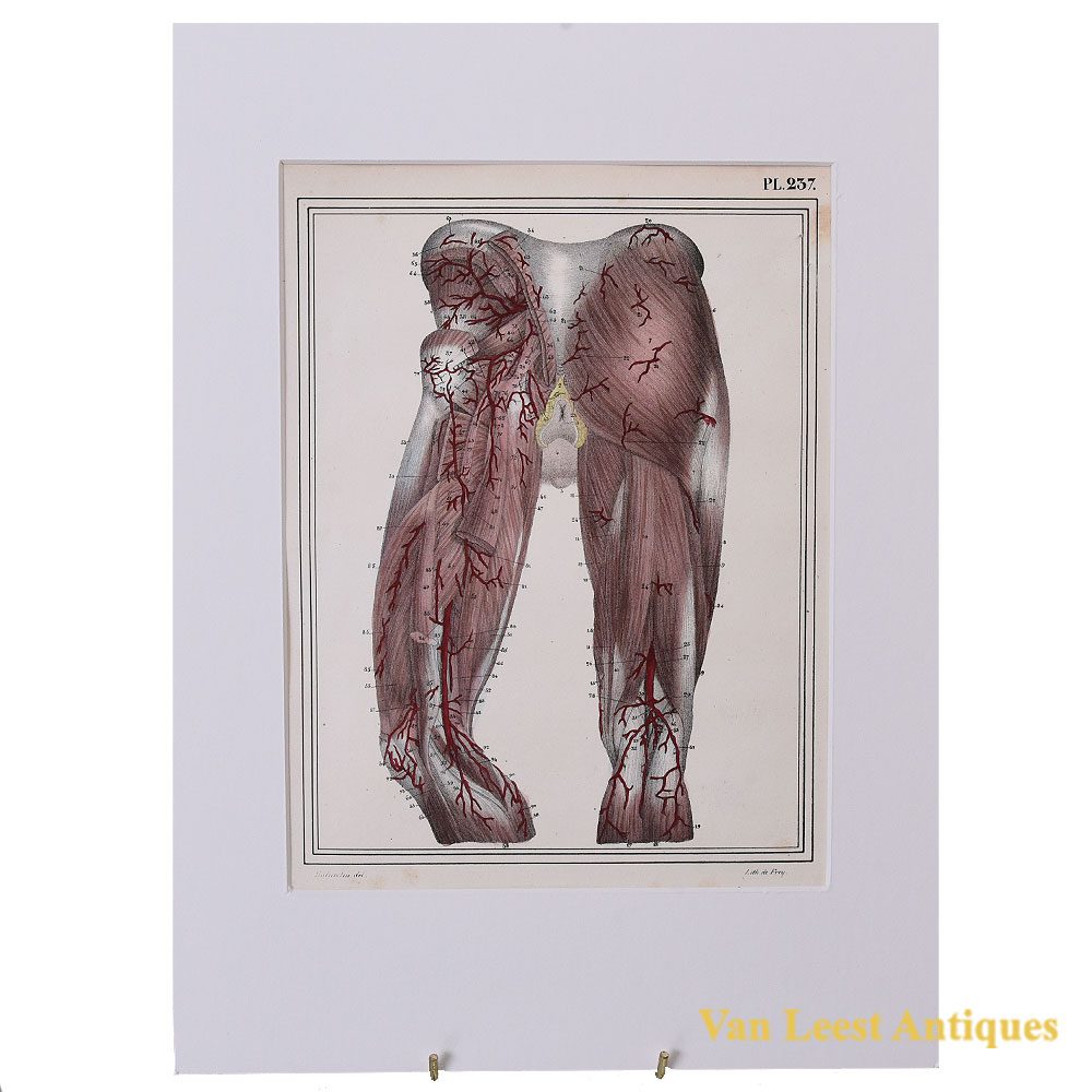 1825 anatomical print Jules Cloquet Manuel descriptive print – Van Leest Antiques (35)